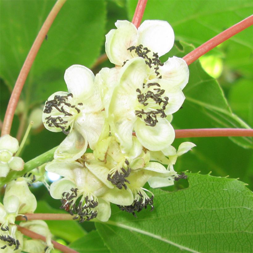 Mini kiwi Actinidia arguta Weikii (Fioritura)