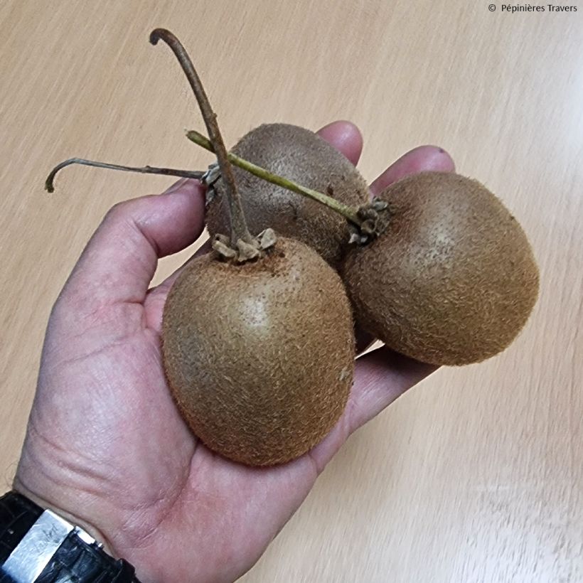 Kiwi Actinidia chinensis (Fioritura)