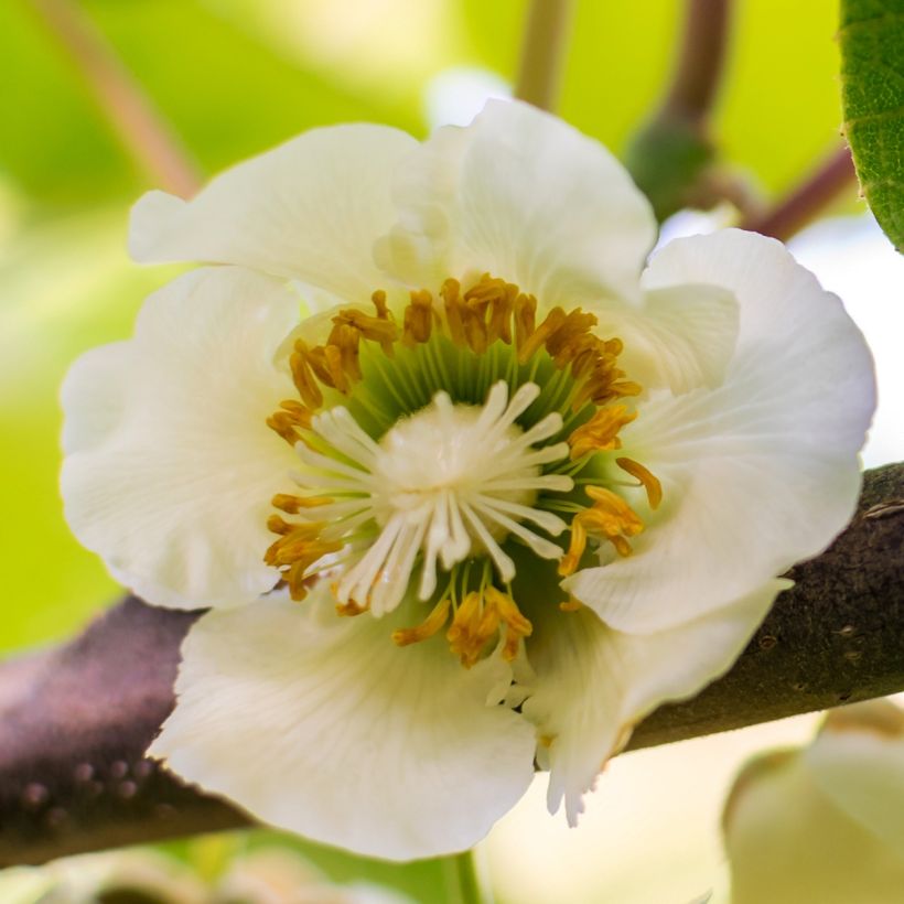 Kiwi Actinidia chinensis Solo (Fioritura)