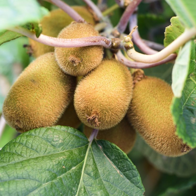 Kiwi Actinidia chinensis Solo (Raccolta)