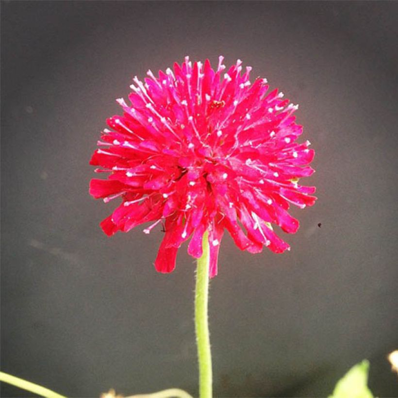 Knautia macedonica Mars Midget (Fioritura)