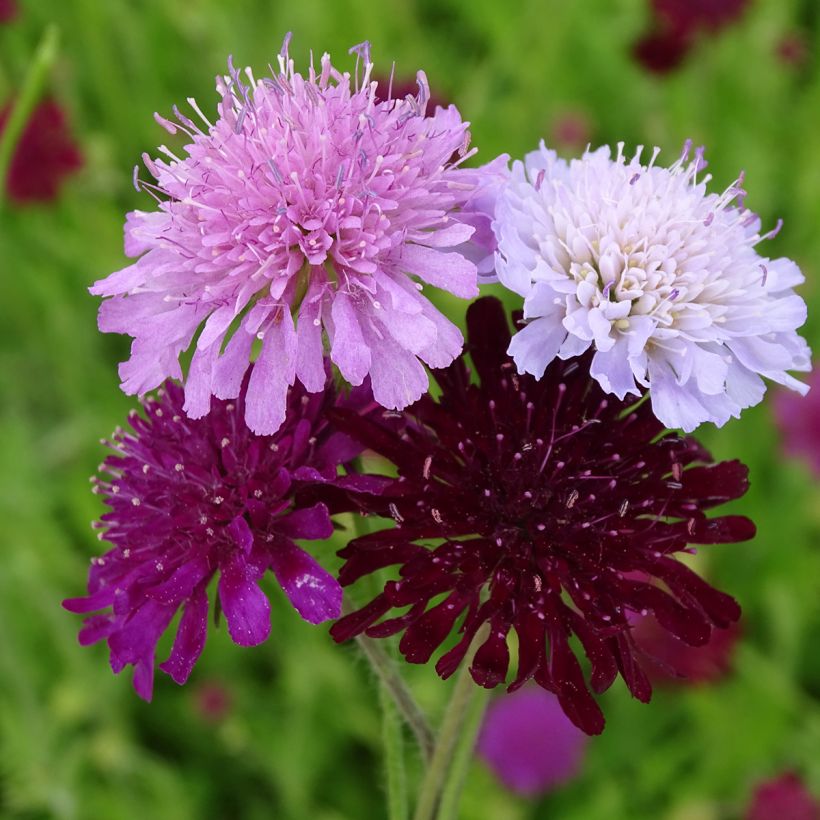 Knautia macedonica Melton Pastels (Fioritura)