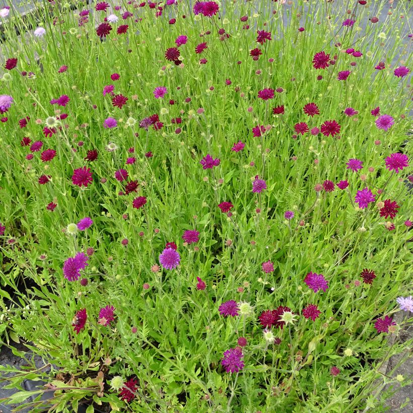 Knautia macedonica Melton Pastels (Porto)