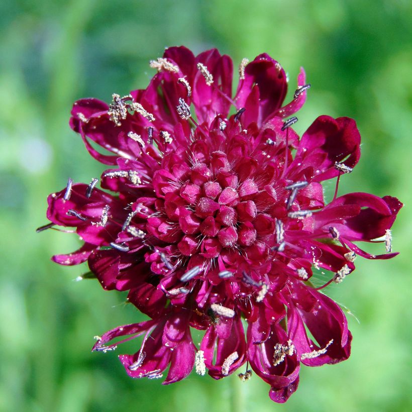 Knautia macedonica (Fioritura)