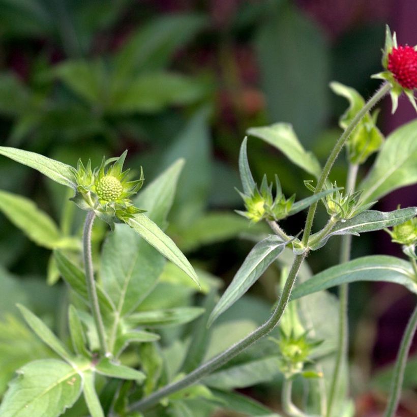 Knautia macedonica Red Knight (Fogliame)