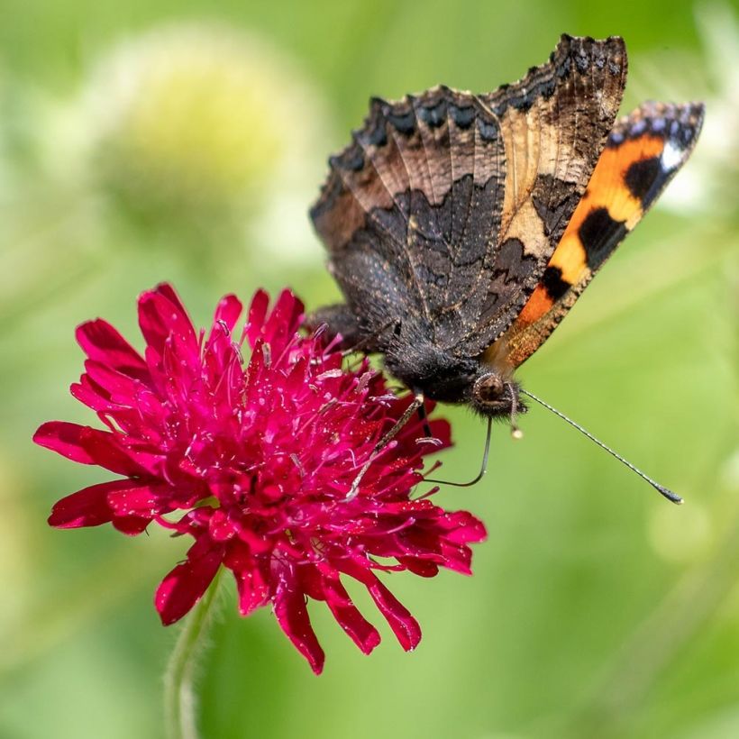 Knautia macedonica Red Knight (Fioritura)