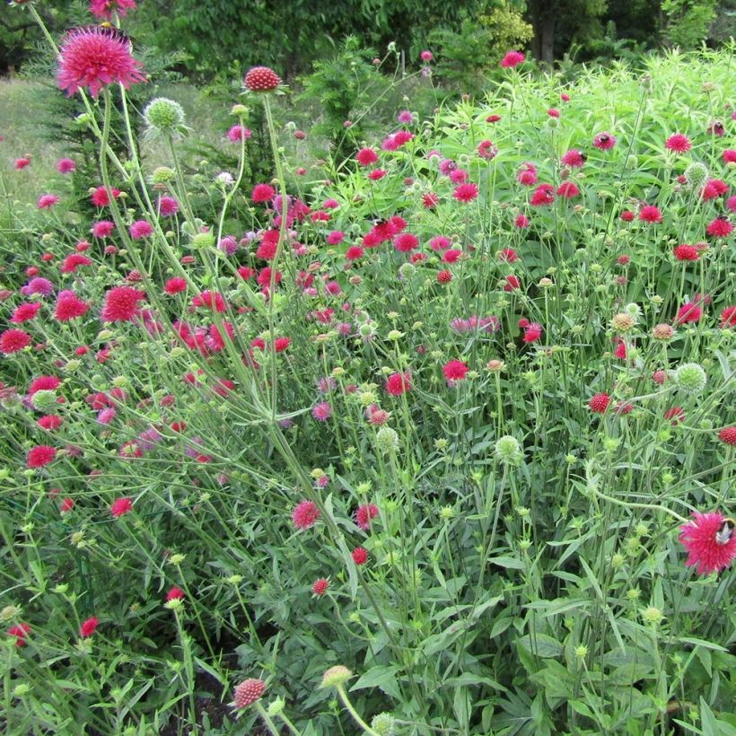 Knautia macedonica Red Knight (Porto)