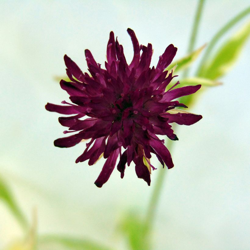 Knautia macedonica Thunder and Lightning (Fioritura)