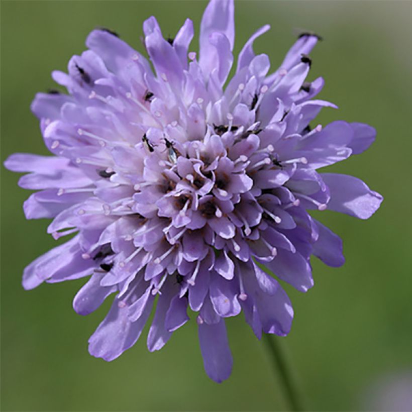 Knautia arvensis - Ambretta comune (Fioritura)