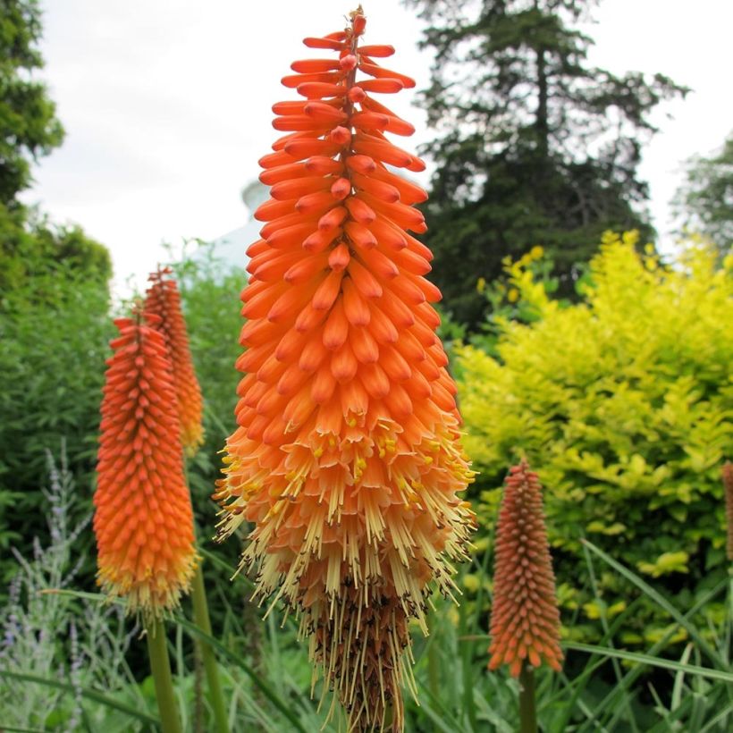 Kniphofia Alcazar - Giglio della torcia (Fioritura)