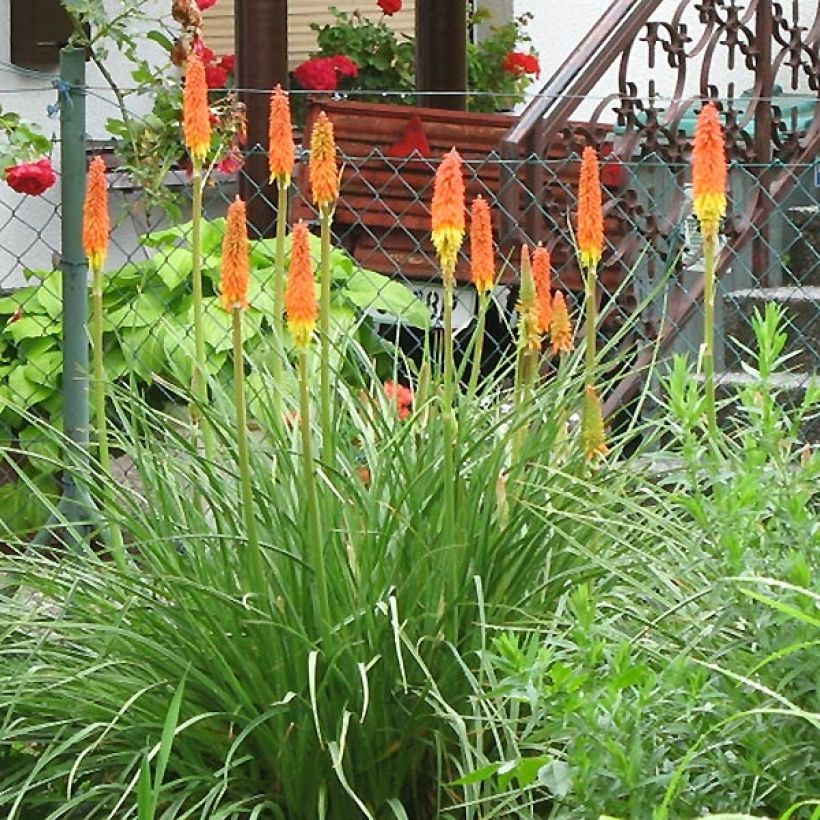 Kniphofia Alcazar - Giglio della torcia (Porto)