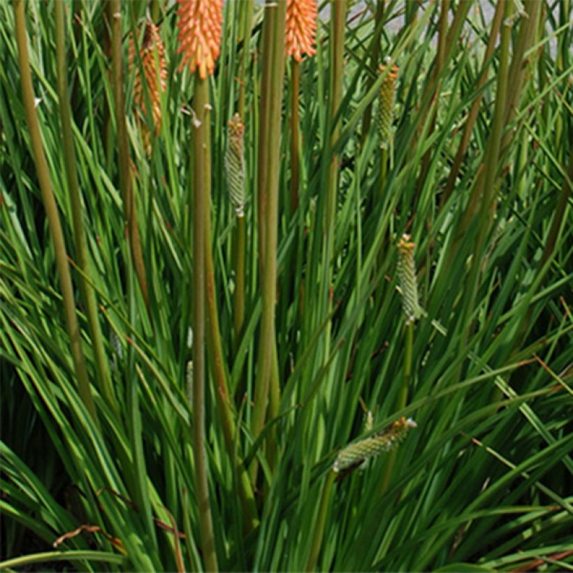 Kniphofia Cobra - Giglio della torcia (Fogliame)