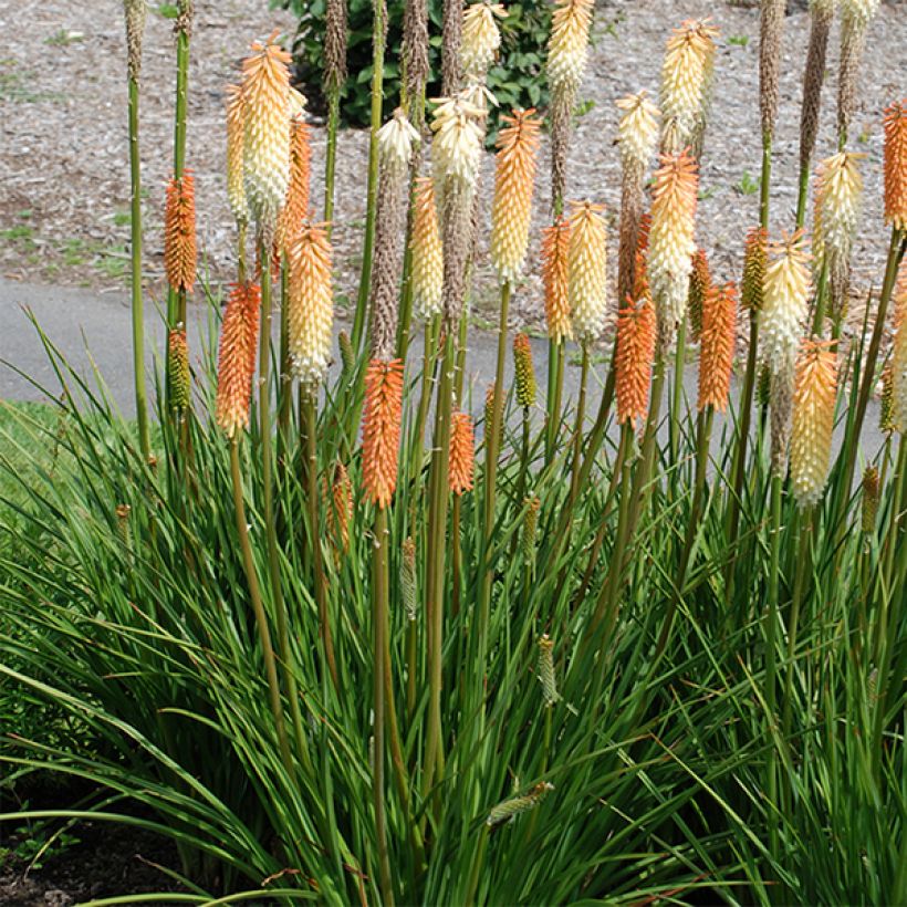 Kniphofia Cobra - Giglio della torcia (Fioritura)