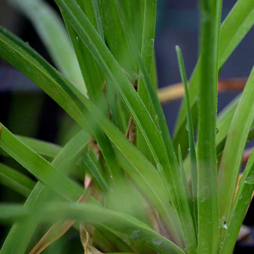 Kniphofia Green Jade - Giglio della torcia (Fogliame)