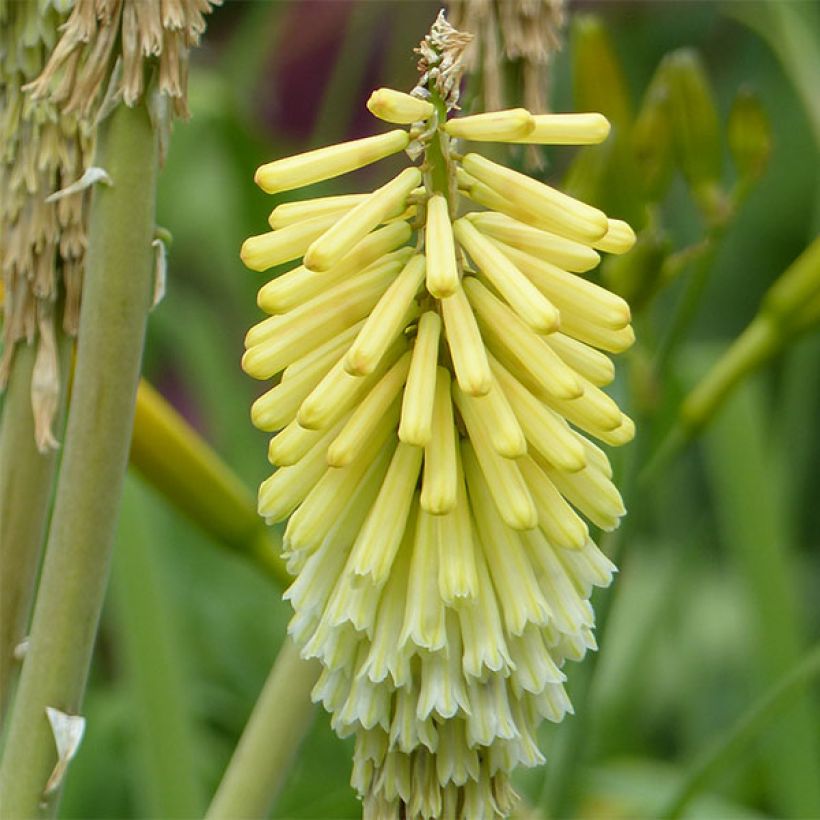 Kniphofia Green Jade - Giglio della torcia (Fioritura)