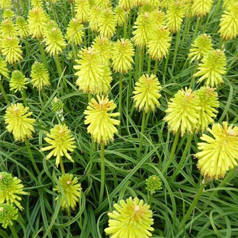 Kniphofia Limelight - Giglio della torcia (Fioritura)