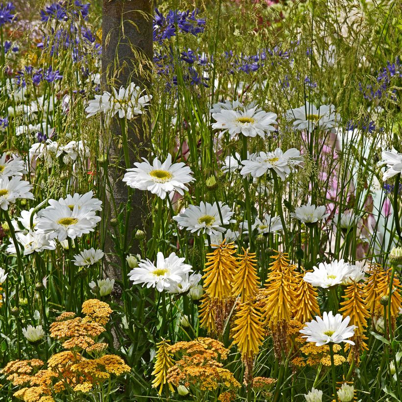 Kniphofia Little Maid - Giglio della torcia (Porto)