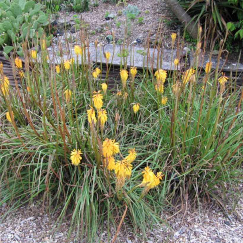 Kniphofia Minister Verschuur - Giglio della torcia (Fioritura)