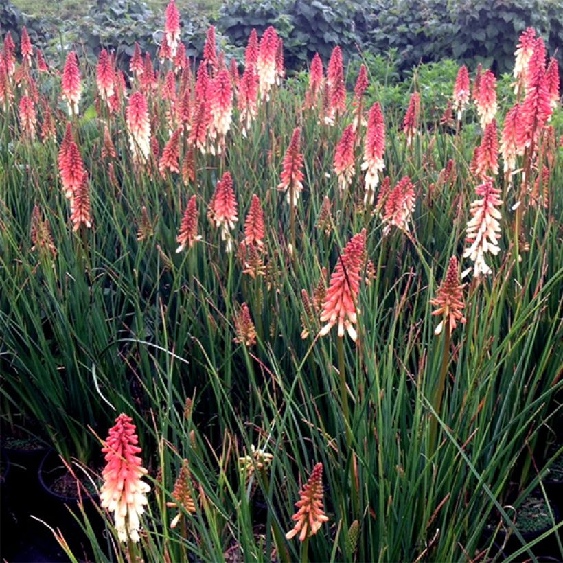 Kniphofia uvaria Orange Vanilla Popsicle - Giglio della torcia (Fioritura)