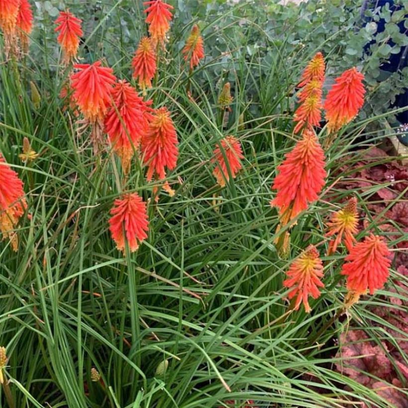 Kniphofia Papaya Popsicle - Giglio della torcia (Porto)