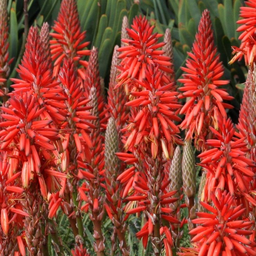 Kniphofia Red Rocket - Giglio della torcia (Fioritura)