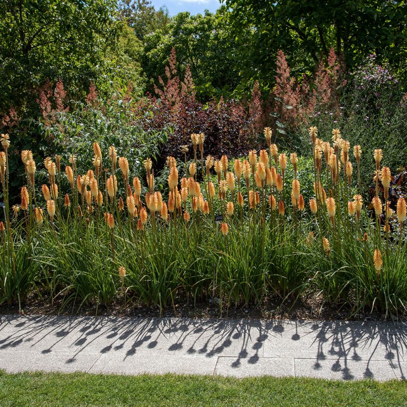 Kniphofia Tawny King - Giglio della torcia (Porto)