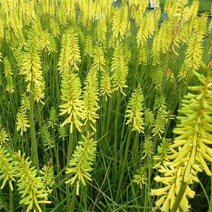 Kniphofia Vanilla - Giglio della torcia (Fioritura)