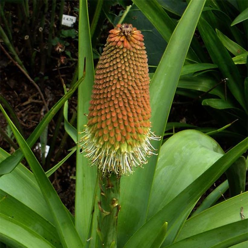 Kniphofia northiae - Giglio della torcia (Fioritura)