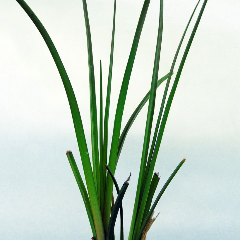 Kniphofia rooperi - Giglio della torcia (Fogliame)