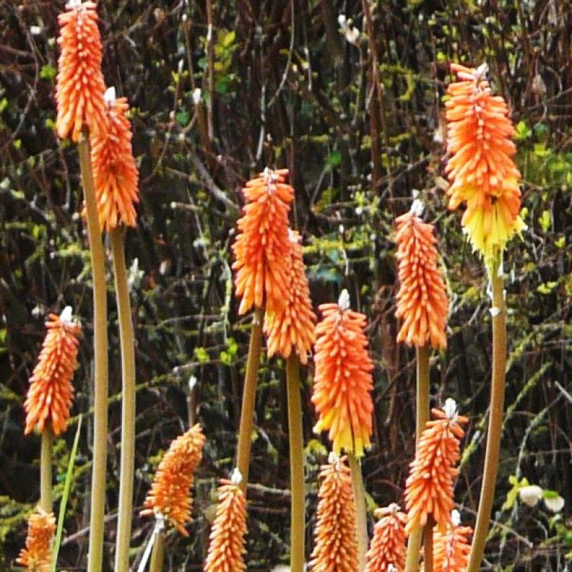 Kniphofia uvaria - Giglio della torcia (Fioritura)