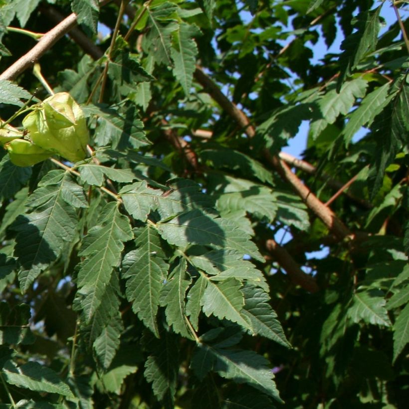 Koelreuteria paniculata - Albero della pioggia dorata (Fogliame)