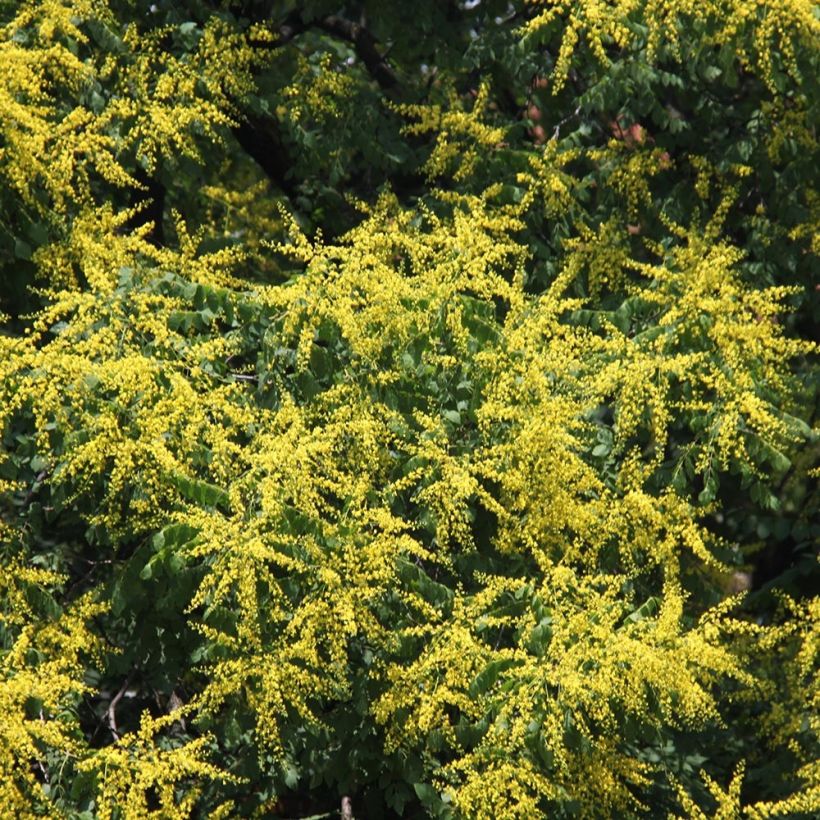 Koelreuteria paniculata - Albero della pioggia dorata (Fioritura)