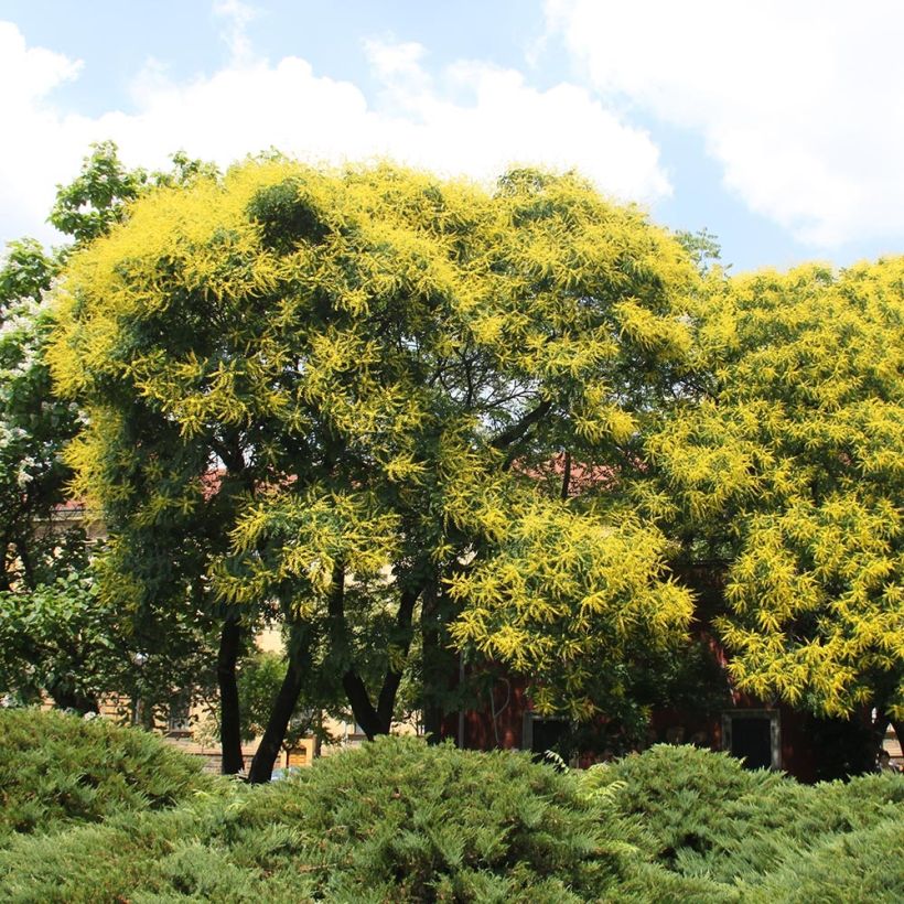 Koelreuteria paniculata - Albero della pioggia dorata (Porto)