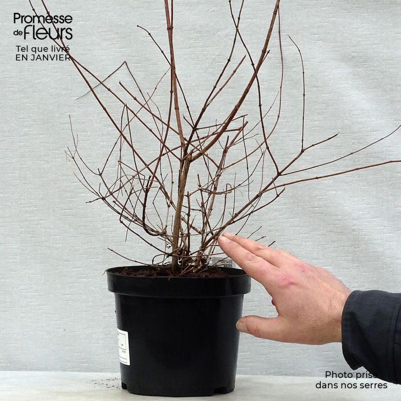 Kolkwitzia amabilis - Buisson de beauté Pot de 3L/4L esemplare consegnato in inverno