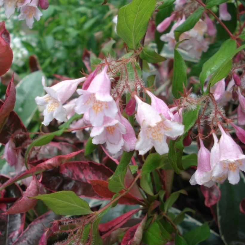 Kolkwitzia amabilis Pink Cloud (Fioritura)