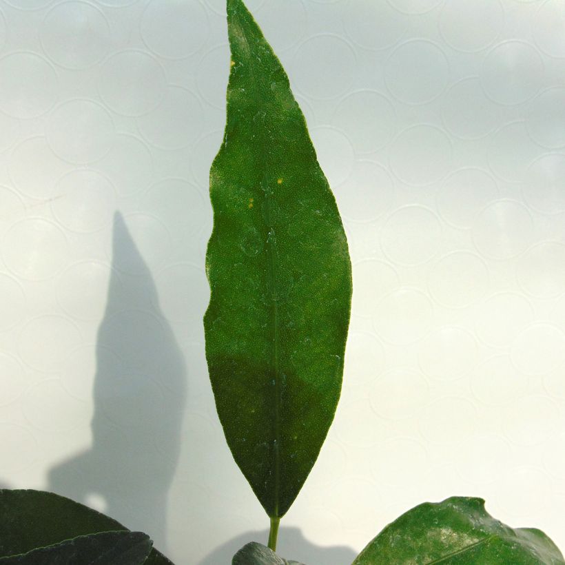 Citrus japonica - Mandarino chinese (Fogliame)