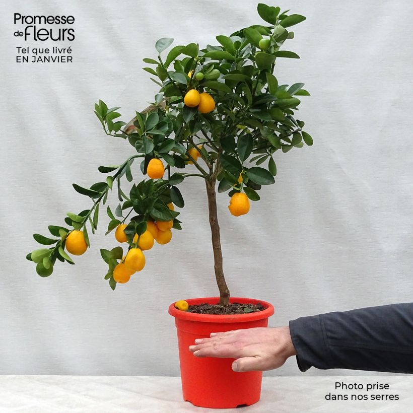 Kumquat Fukushu ou Jiangsu - Fortunella obovata Pot de 4L/5L esemplare consegnato in inverno