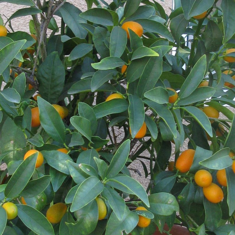 Fortunella margarita Nagami - Kumquat ovale (Fogliame)