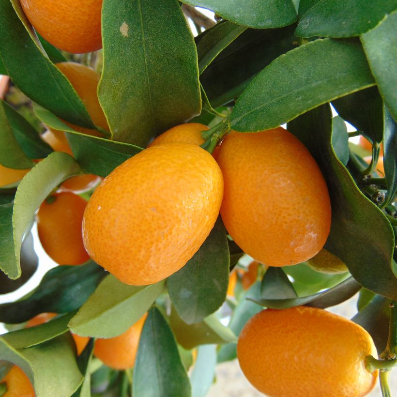 Fortunella margarita Nagami - Kumquat ovale (Raccolta)