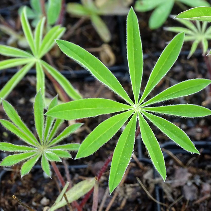 Lupinus Minaret - Lupino (Fogliame)