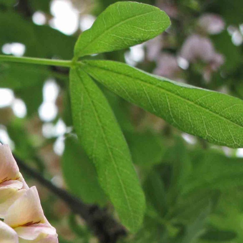 Laburnocytisus adamii (Fogliame)