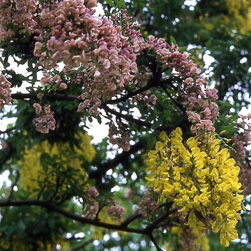 Laburnocytisus adamii (Fioritura)