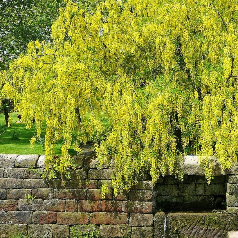 Laburnum alpinum Pendulum (Porto)