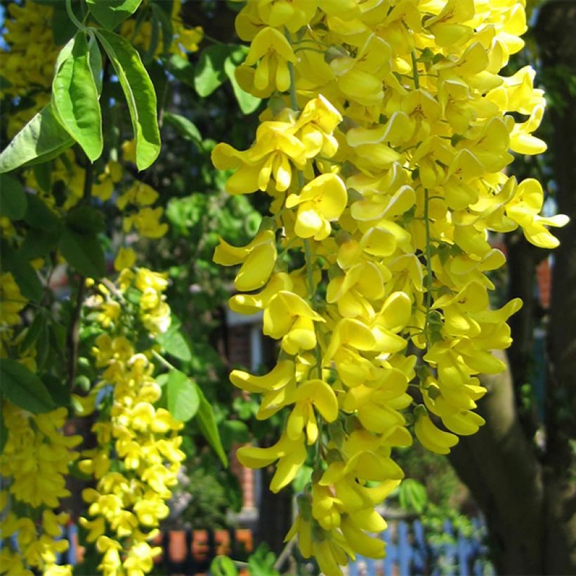 Laburnum anagyroides - Maggiociondolo comune (Fioritura)