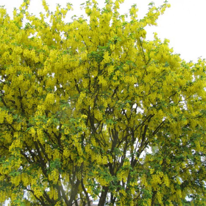 Laburnum anagyroides - Maggiociondolo comune (Porto)