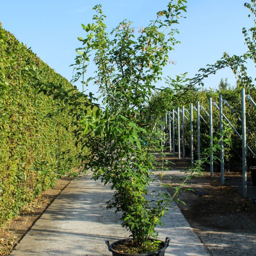 Laburnum anagyroides - Cytise à grappe - Pot de 70L Cépée esemplare consegnato in primavera