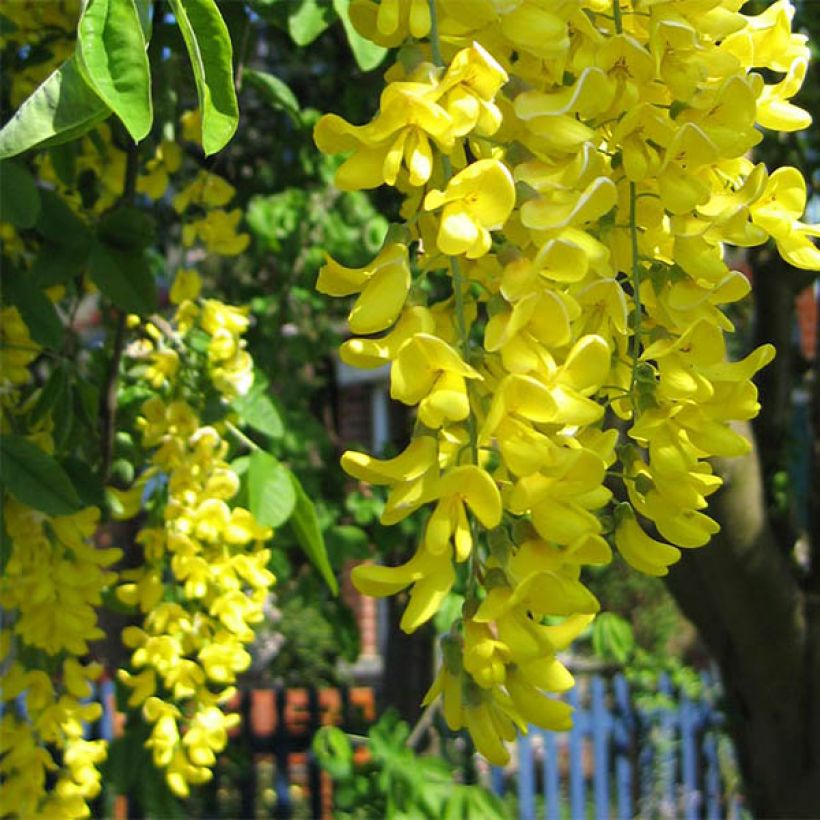 Laburnum watereri Vossii - Maggiociondolo (Fioritura)