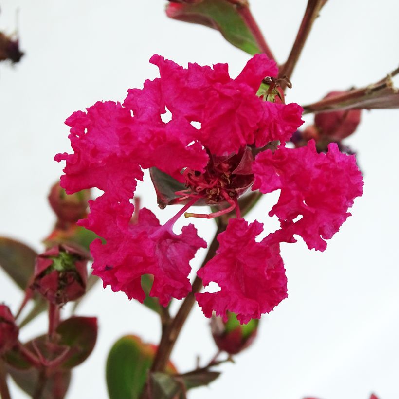 Lagerstroemia Braise d'Eté - Mirto crespo (Fioritura)