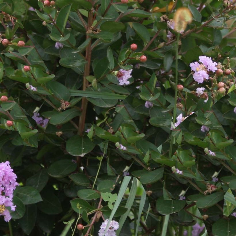 Lagerstroemia Camaïeu d'Ete - Mirto crespo (Fogliame)