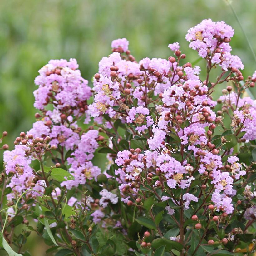 Lagerstroemia Camaïeu d'Ete - Mirto crespo (Fioritura)